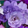 Freesia